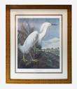 Image of Snowy Heron or White Egret